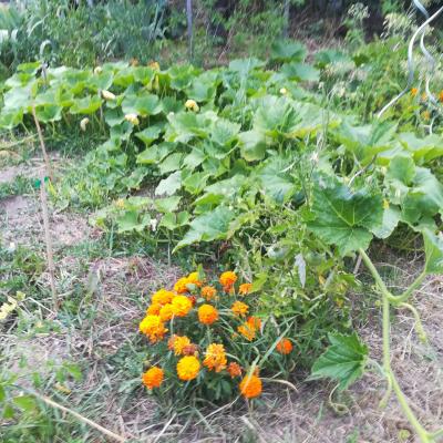 visite de jardins 2020