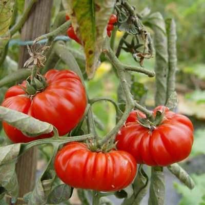 20 graines de tomate cotelee de genes bio
