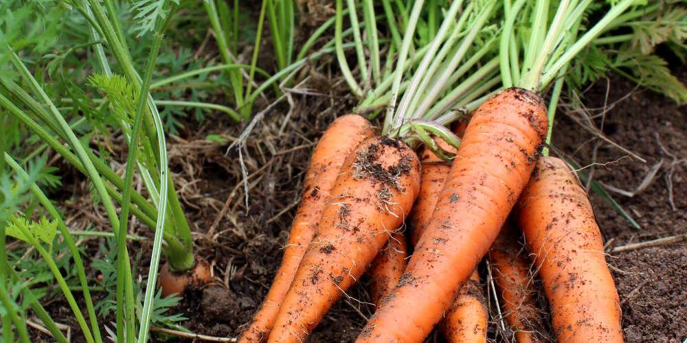 ENQUETE FRANCE 3. Quand les carottes d'une enseigne bio contiennent plus de pesticides que d'autres carottes non bios