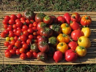 Recolte de tomates 3